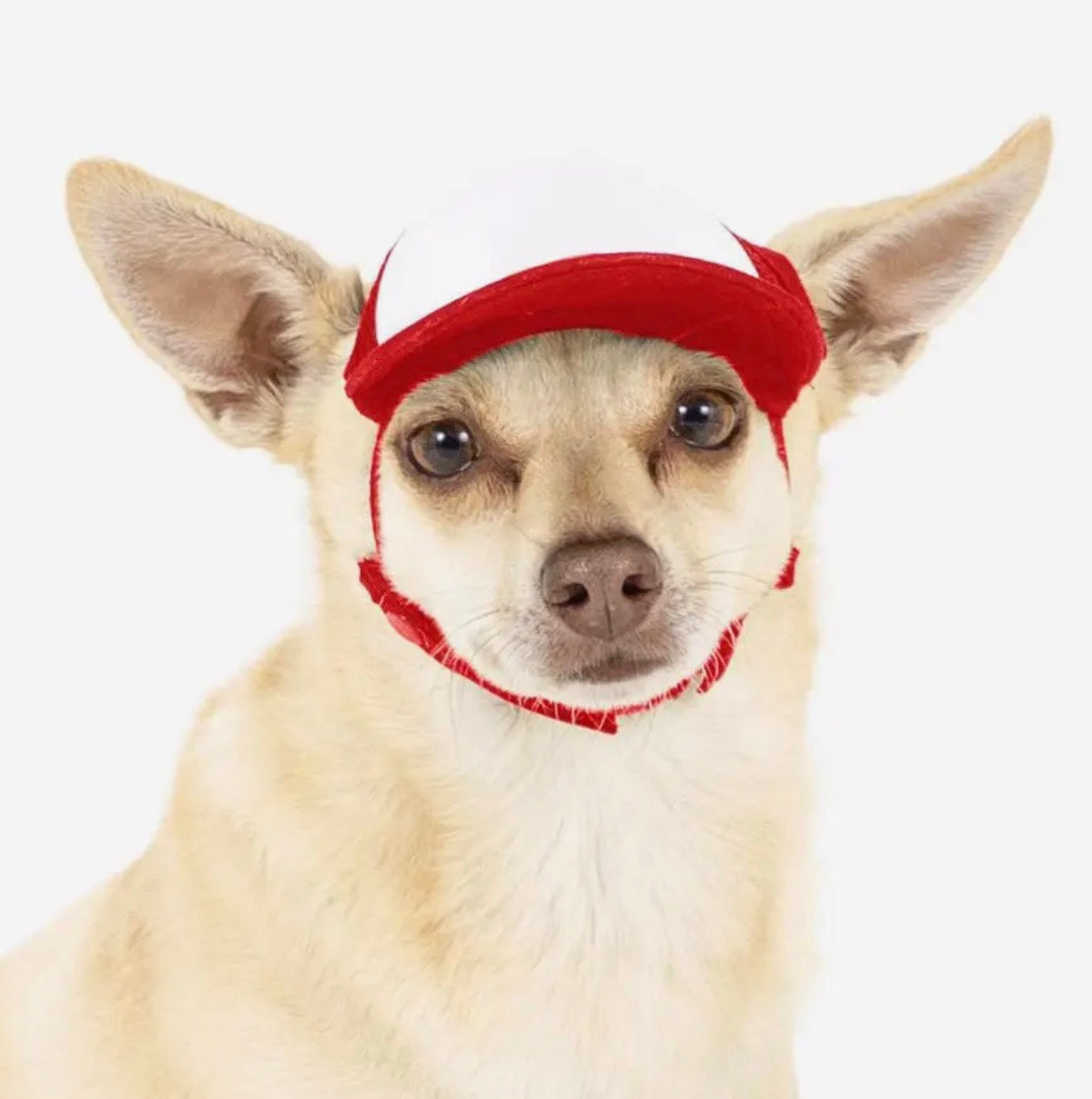 Foam Dog Trucker Hats- Plain