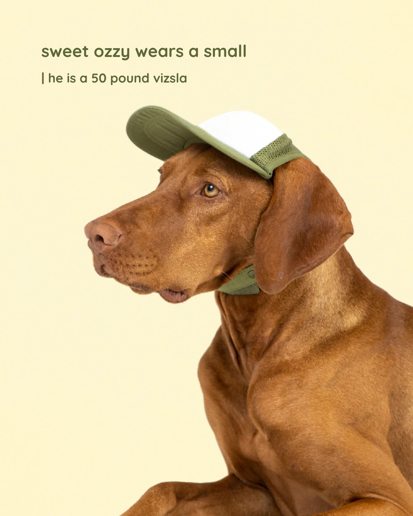 Foam Dog Trucker Hats- Plain