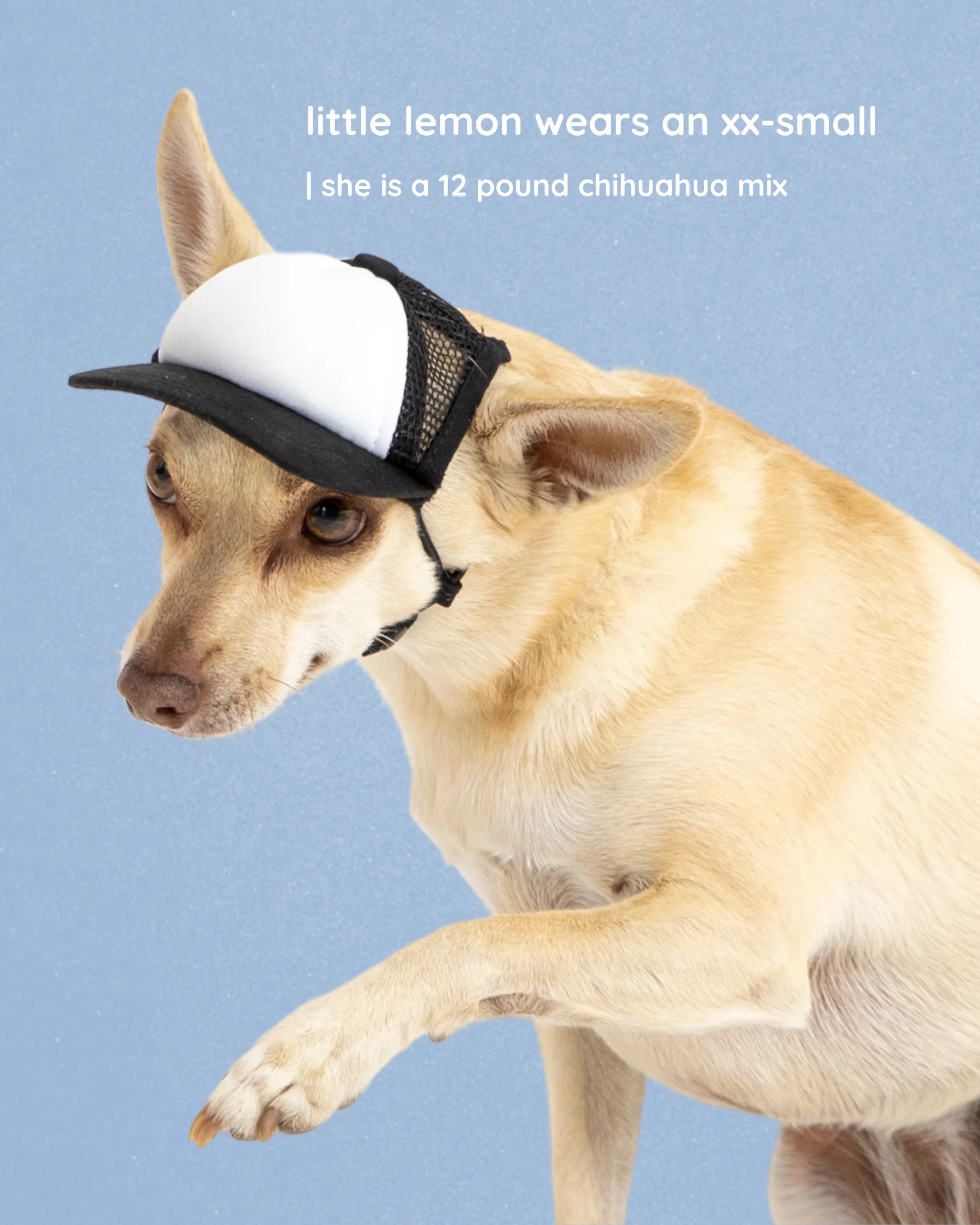 Foam Dog Trucker Hats- Plain
