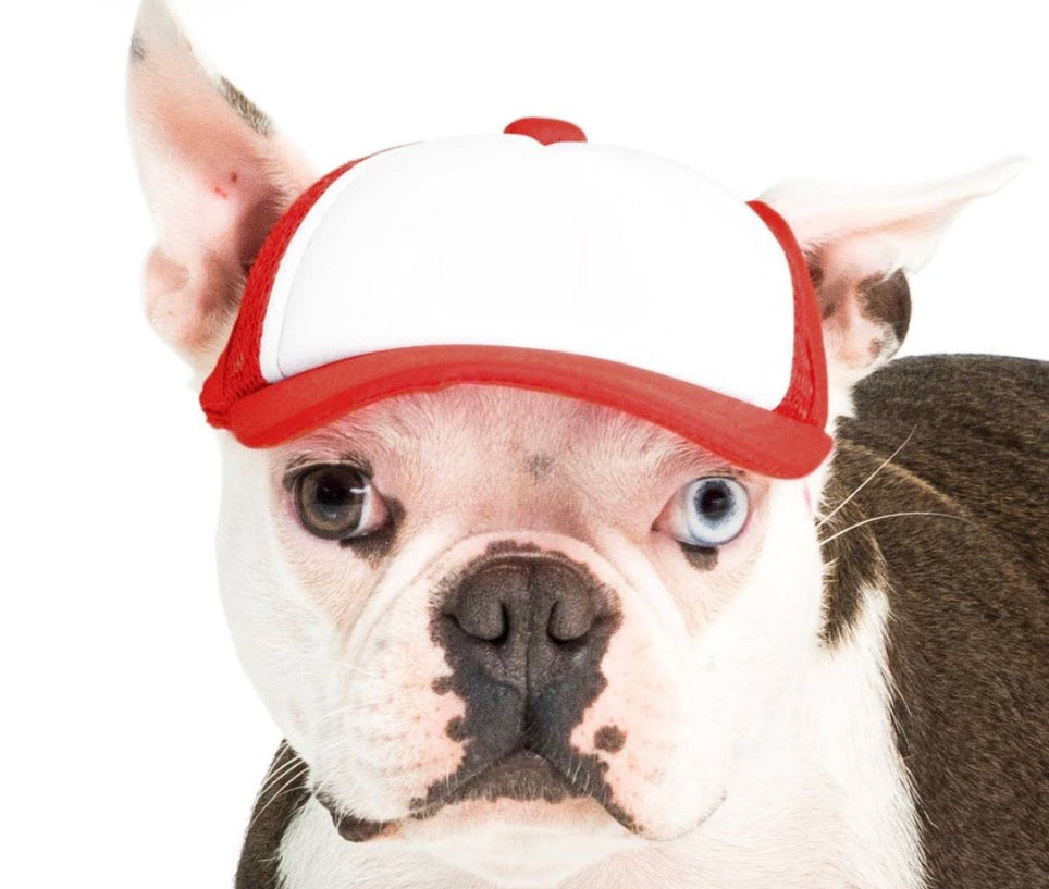 Foam Dog Trucker Hats- Plain