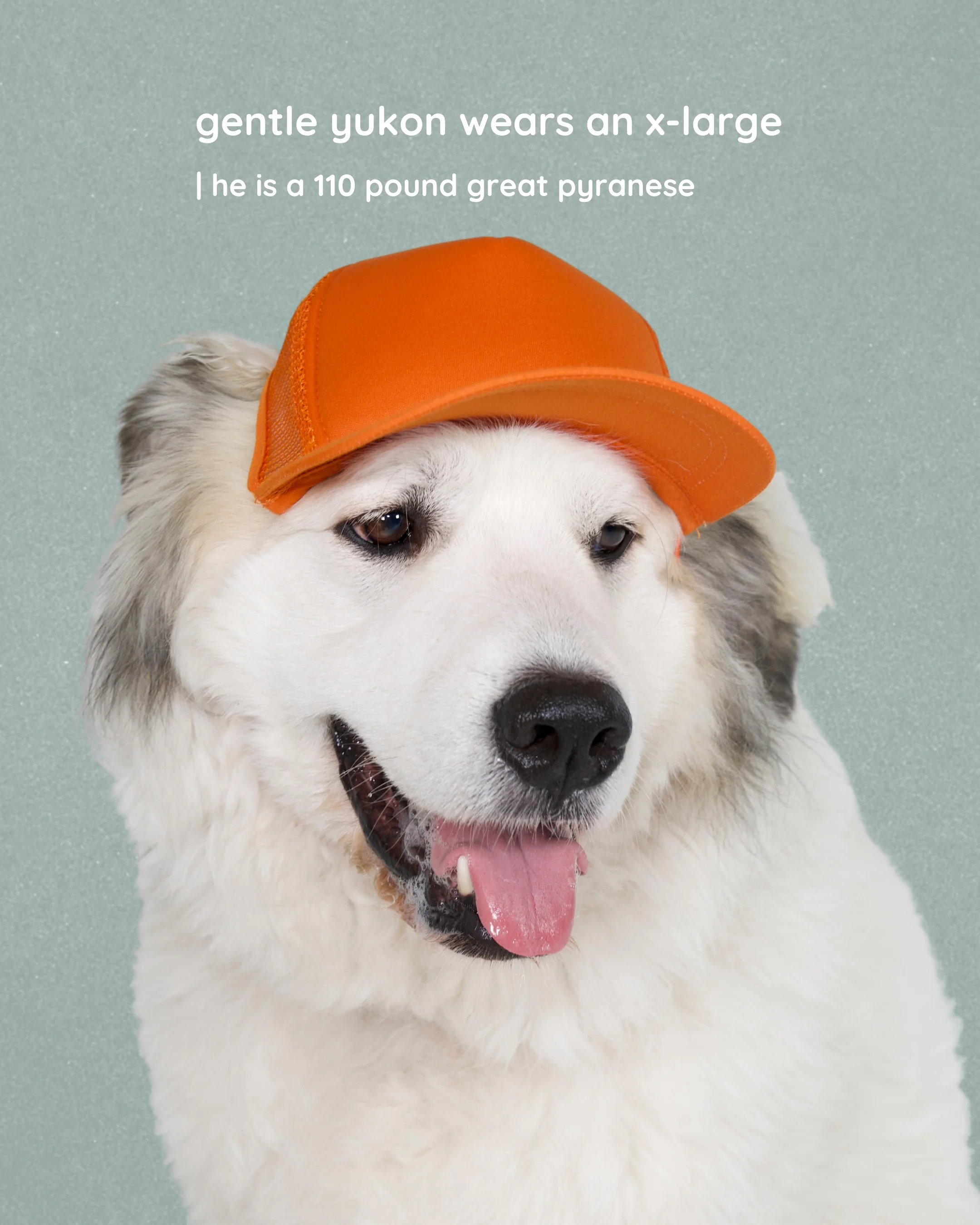 Foam Dog Trucker Hats- Plain